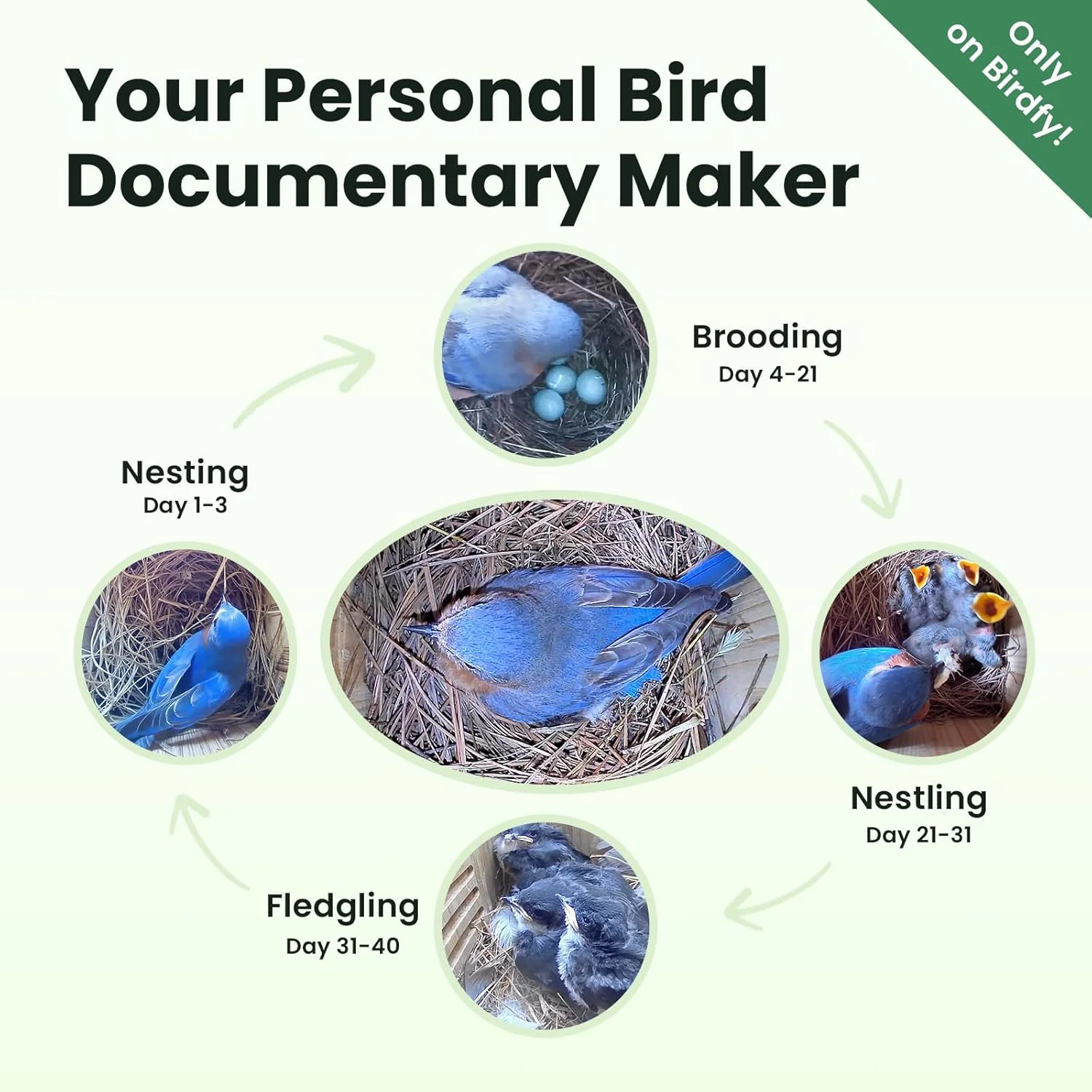 Birdfy Bird House with Camera Solar Powered with Iron Guard for Outside, AI Identify - Image 3