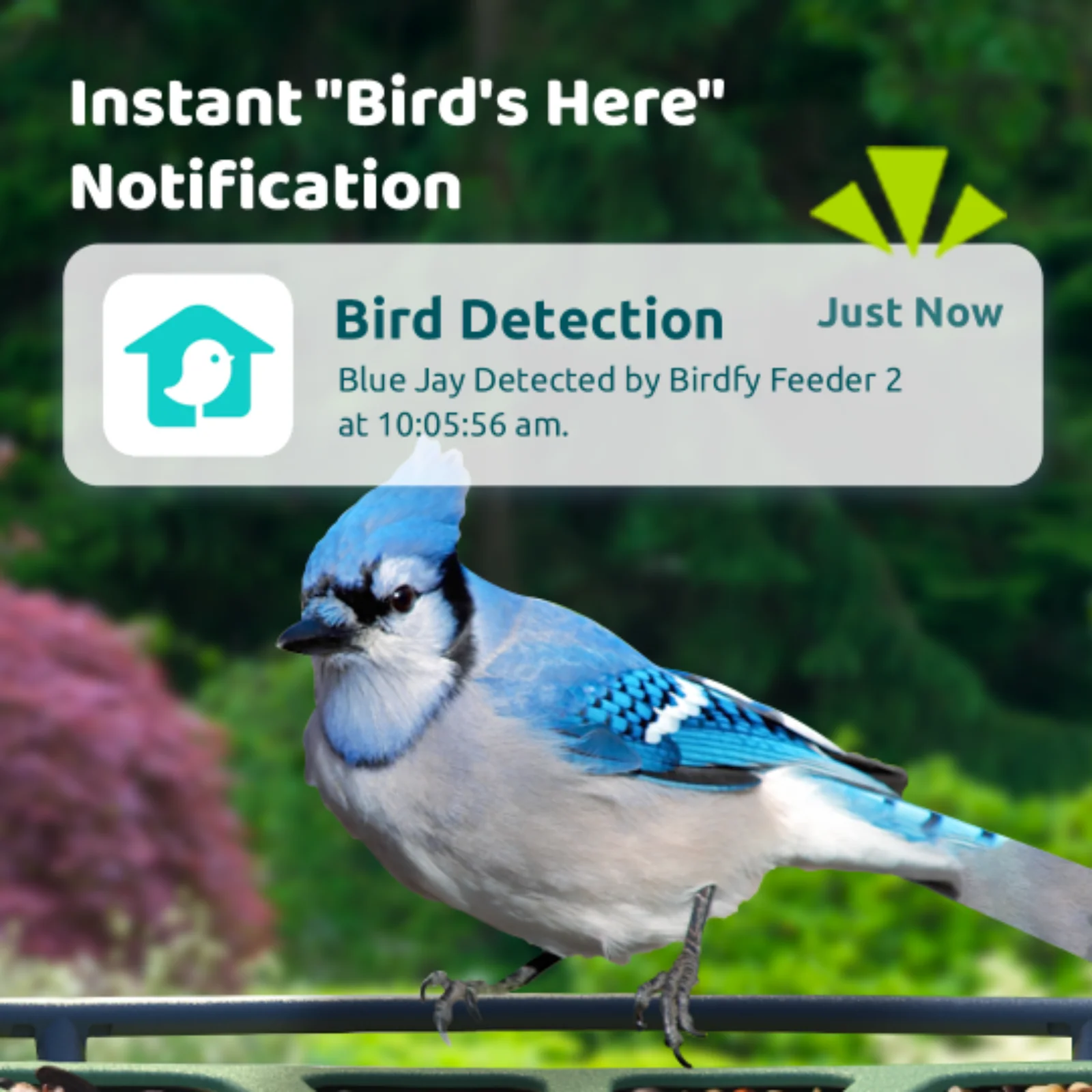Smart Bird Feeder with Camera, Netvue Birdfy Bird Feeders Camera with AI Identify,Gift for Bird Lover,Birdfy 2 - Image 3